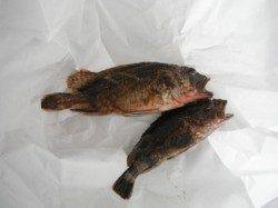 スズキ連発！岸和田一文字ＲＴ（12日）