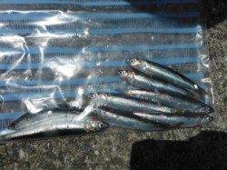 【お昼もサビキ♪楽しめます♪】南芦屋浜