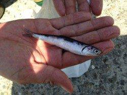 【本日ハネ2本目確認!】南芦屋浜