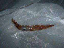 今夜も楽しい兵突！