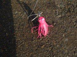 キスだ！タコだ！兵庫突堤朝のＲＴ