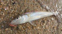 【ＳＷ調査隊番外編】片男波でチョイ投げだ！