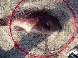 タルイチのカンダイ！