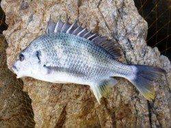 夕方の食コン★時合は18時★