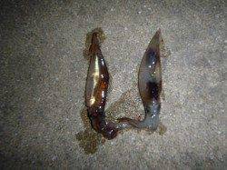 今日もスルメイカ釣れてます♪兵庫突堤夜のＲＴ