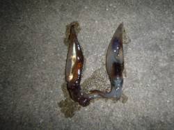 今日もスルメイカ釣れてます♪兵庫突堤夜のＲ…