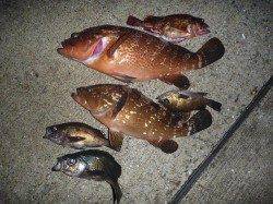 神戸空港で40cmの高級魚アコウを発見!!