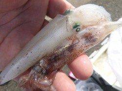 兵突でスルメ６ハイ。カミナリも