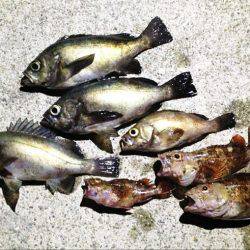 神戸港メバリング、納得サイズでゴキゲンです