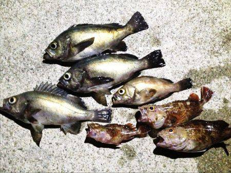 神戸港メバリング、納得サイズでゴキゲンです…