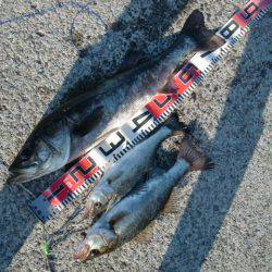 【キタァ~、スズキ】南芦屋浜リアルタイム