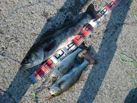 【キタァ~、スズキ】南芦屋浜リアルタイム