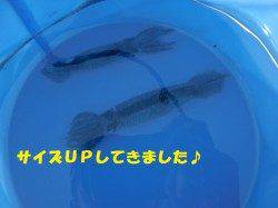 【本日もイカの回遊あり】南芦屋浜リアルタイム