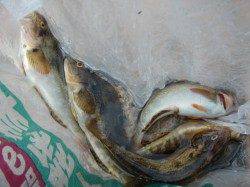 【アブシン】本日の「芦屋年金クラブ」