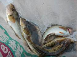 【アブシン】本日の「芦屋年金クラブ」