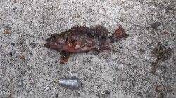 本荘人工島 探り釣りでガシラ6匹＆アイナメ2匹