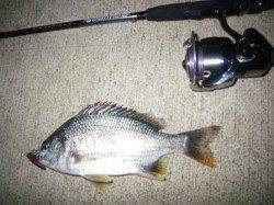 貝塚周辺シーバス調査！