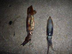 夜の兵突素敵な彼女もイカ釣り!