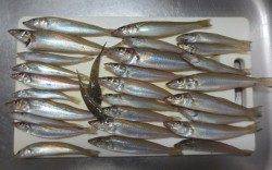 お待たせ致しました。紀北のキス情報です！