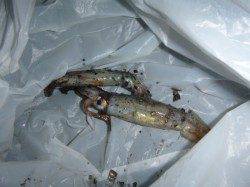 ワクワク感の夜の兵突コウイカやスルメイカ！