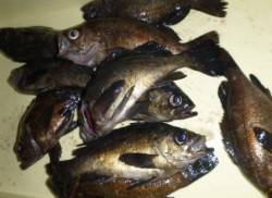 垂水一文字のメバル釣果