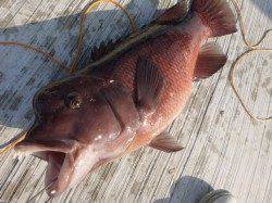 神戸空港ＲＴ　カンダイとセイゴ