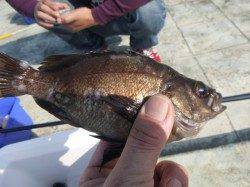 北公園ＲＴ　コウイカ、メバルなど