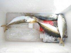 キスを釣りましょう♪岸和田一文字RT18日