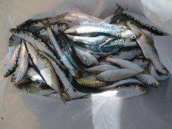 出たっ！！【豆アジ】♪１８日・田ノ浦ＲＴ