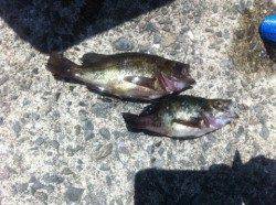 イワシにキスに・・etc　加太RT