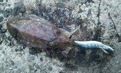 雑賀崎でアオリイカ♪♪