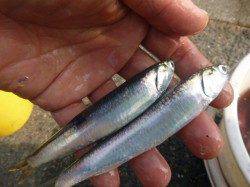 兵突イワシ情報　ＲＴ