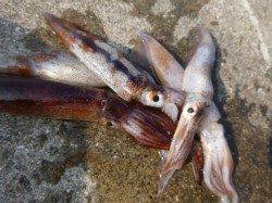 兵突スルメイカ情報　ＲＴ