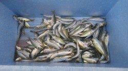 芳養漁港　サビキで豆アジ・イワシの釣果