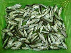 アジ爆釣！！こんなところにおったんや～♪