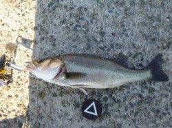 空港で良型ガシラなど