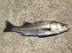 【ハネ好調!芦屋のチヌ復活気配】南芦屋浜