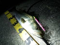 芦屋浜バチパターン釣果♪ 