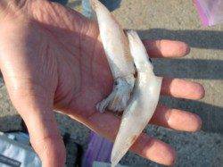 【イカとスズキ】南芦屋浜リアルタイム