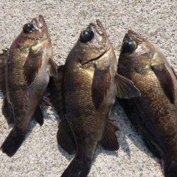 神戸空港ＲＴ　メバルにアブラメも