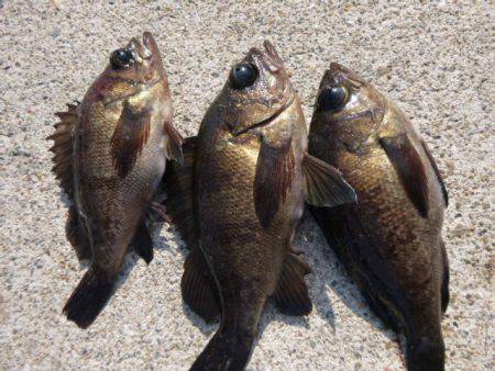 神戸空港ＲＴ　メバルにアブラメも