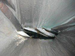 サバ・イワシ・稚アユ♪泉大津RT25日・朝