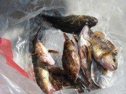 中アジを釣りに行きましょう♪岸和田一文字RT