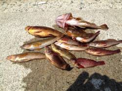 林崎漁港　朝の探り釣り＆投げ釣りでアブシン…