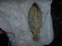 スルメイカ・コウイカをゲット♪兵庫突堤RT