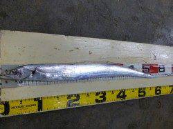 兵庫突堤にタチウオがキタァ~!