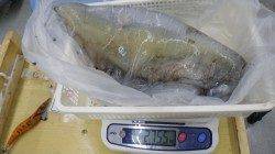 白浜椿袋の地磯でアオリ２ｋオーバー２杯！