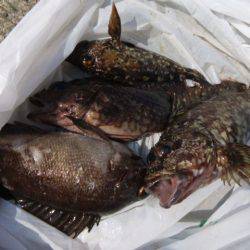 北公園で【コウイカ】確認です!!