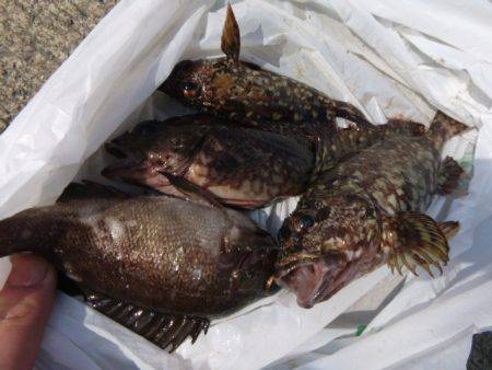 北公園で【コウイカ】確認です!!