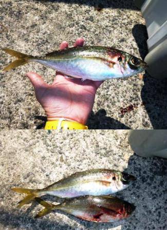  貝塚人工島 食コンリアル　中アジっ！ 